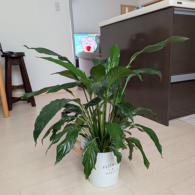 KOHAKUさんの実例写真