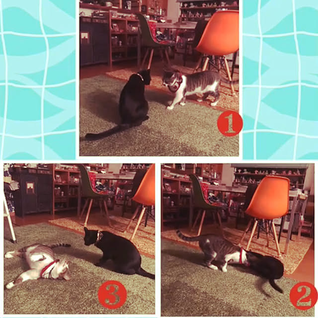 jijiさんの実例写真