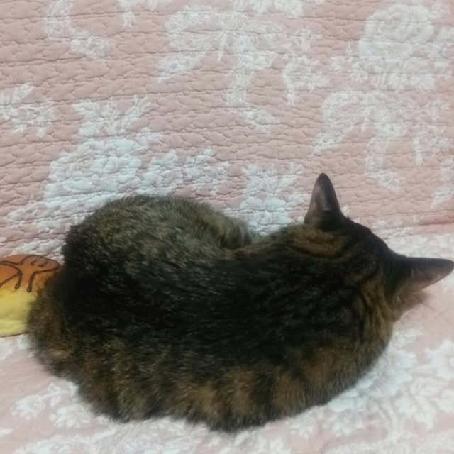 kittenblueさんの実例写真