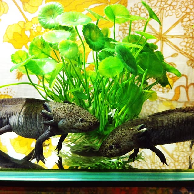 soramameさんの実例写真
