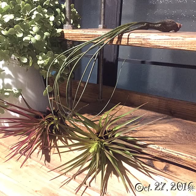 natulove0418さんの実例写真