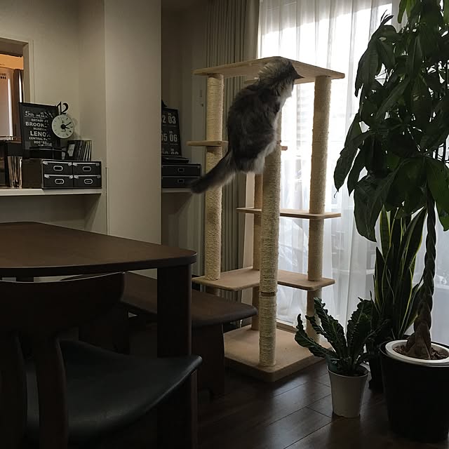 regulusさんの実例写真