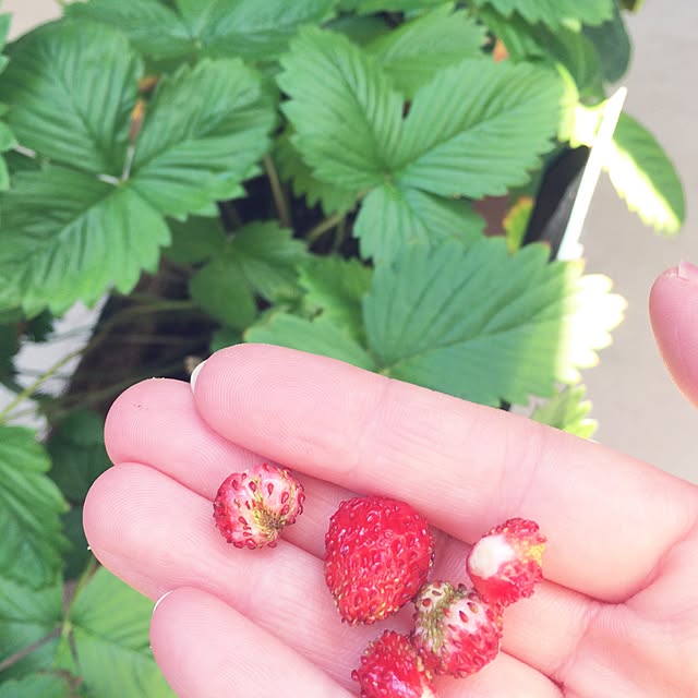 wata555ayachiさんの実例写真
