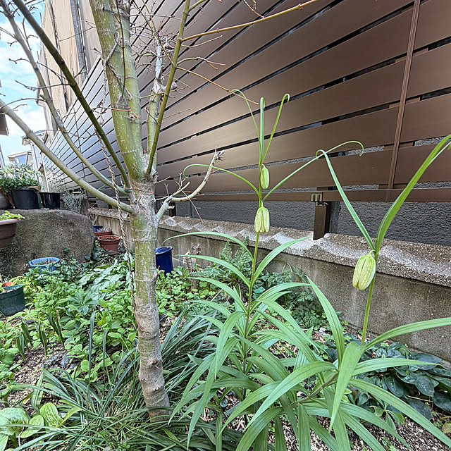 buchiさんの実例写真