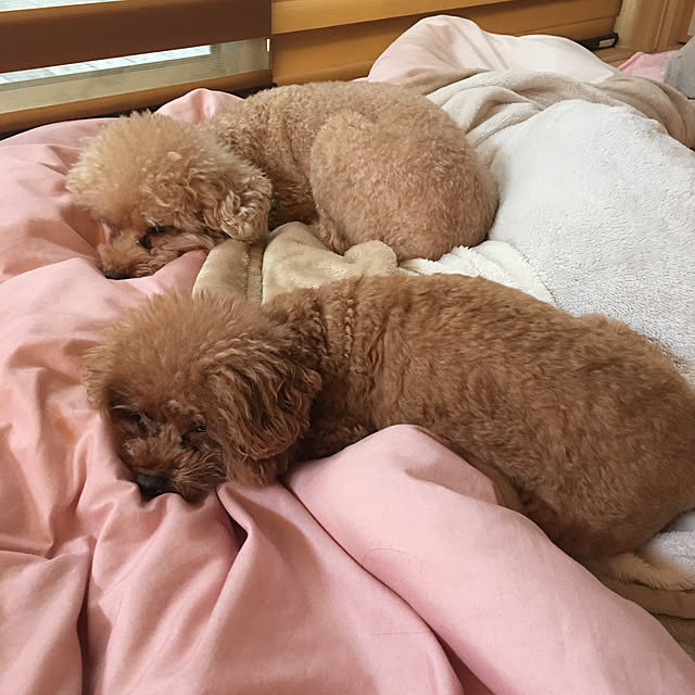noririnさんの実例写真