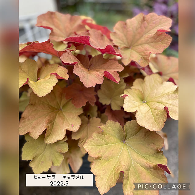 buchiさんの実例写真