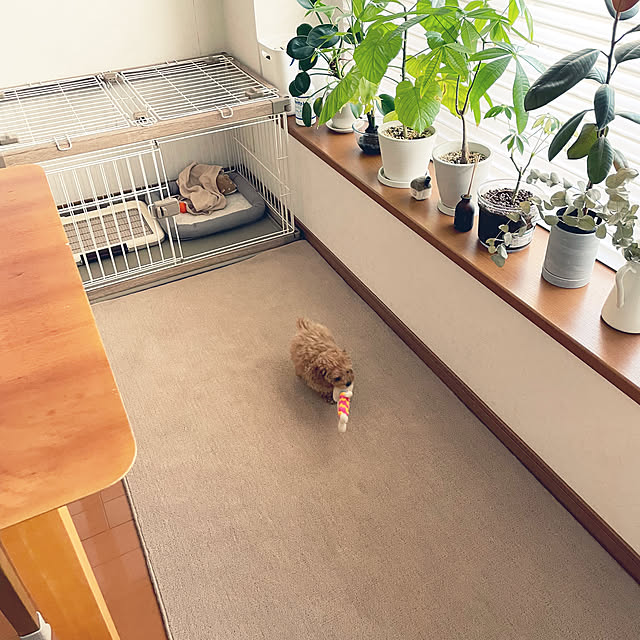 kawauso15さんの部屋