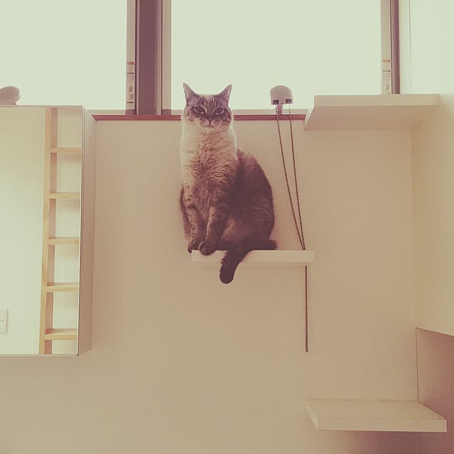 bamboobooCatDogさんの実例写真