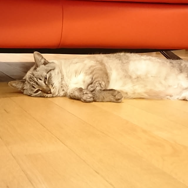 bonobono54さんの実例写真