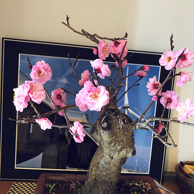 yagikoさんの実例写真