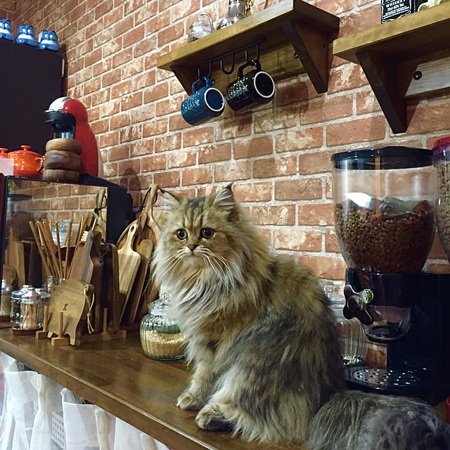 butachanさんの実例写真