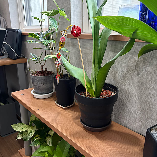 ikuzakさんの実例写真