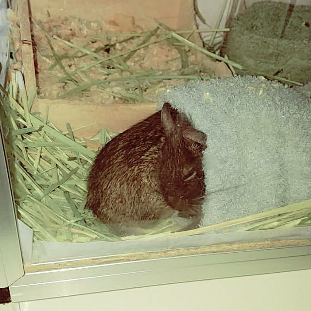 peryryさんの実例写真