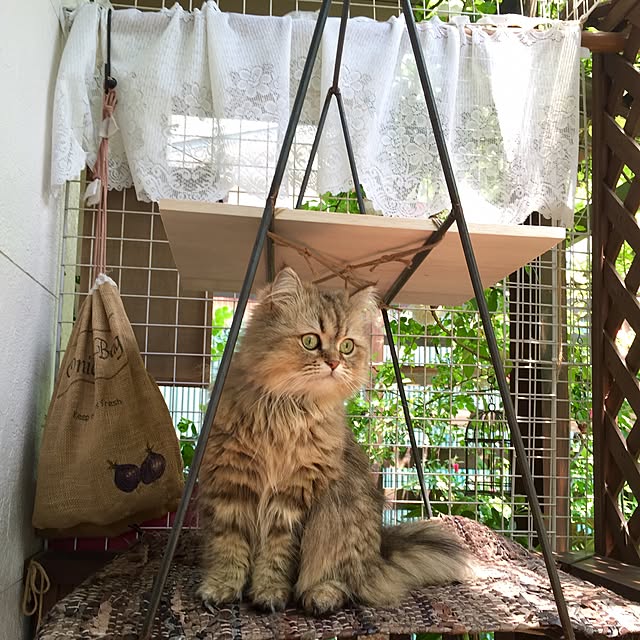 butachanさんの実例写真