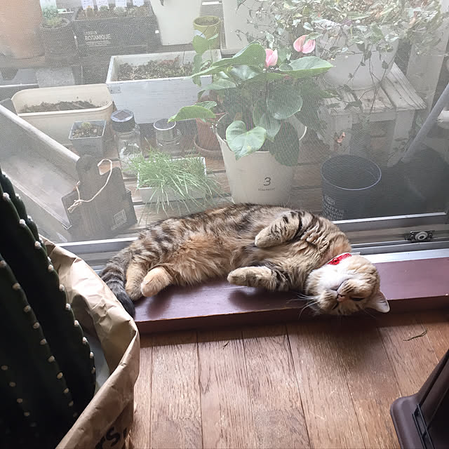 keibooさんの実例写真