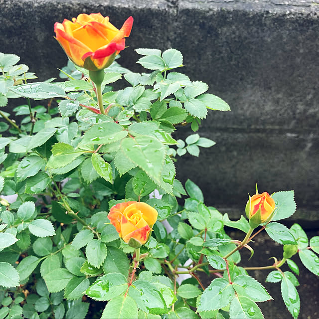CoCo0617さんの実例写真
