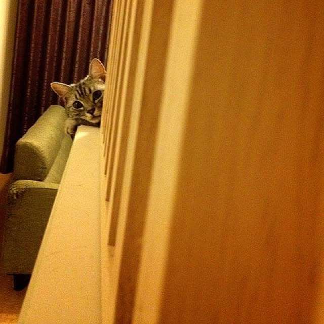 mikomaruさんの実例写真