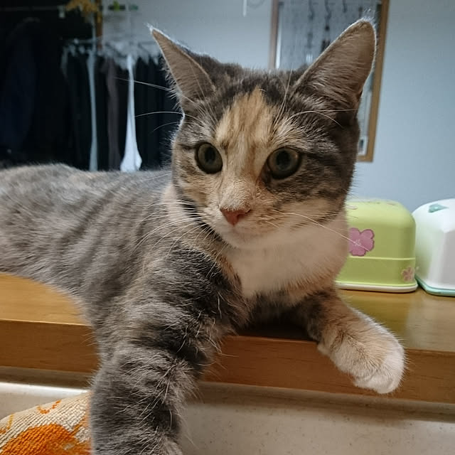 shinobuさんの実例写真