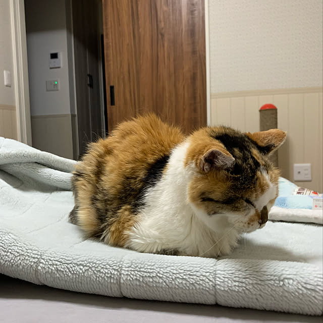 mikeume7さんの実例写真