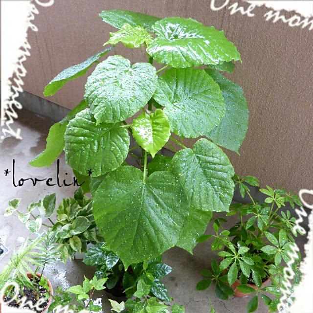 lovelinさんの実例写真