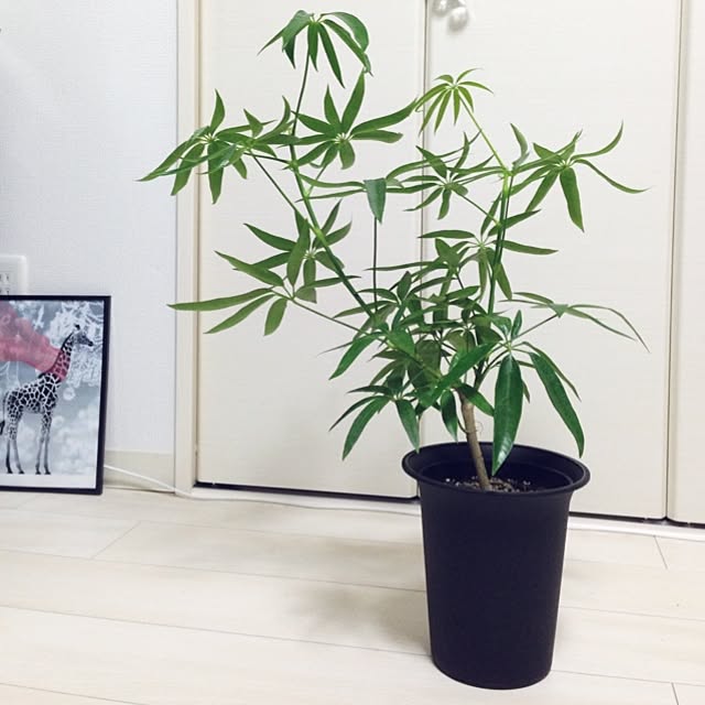 Maikaさんの実例写真
