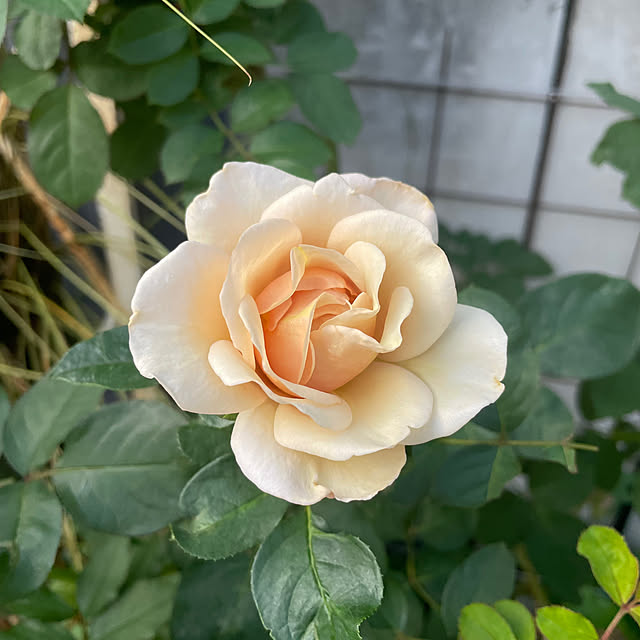 shiropenguinさんの部屋