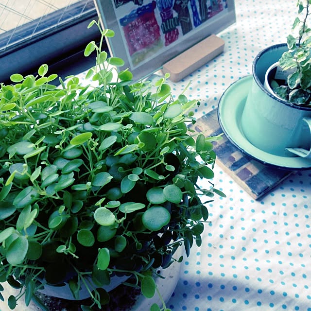 棚/植物のインテリア実例 - 2013-07-16 22:46:40