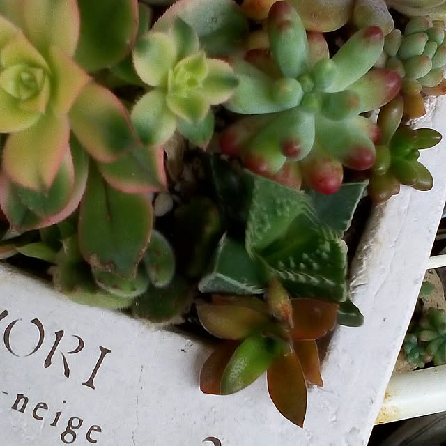 mariagardenさんの実例写真