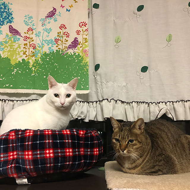 kumiさんの実例写真