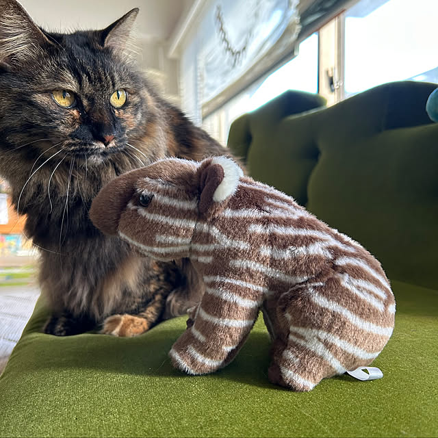 mikomaruさんの部屋