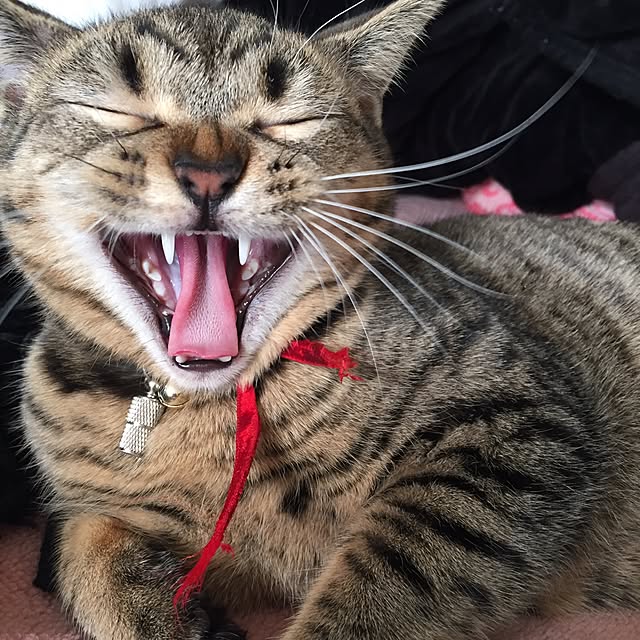 catwomanさんの実例写真