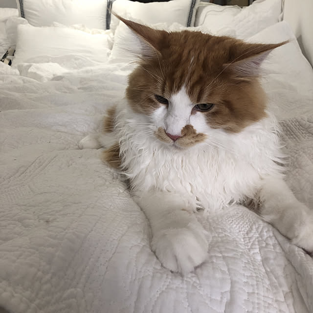 asuさんの実例写真