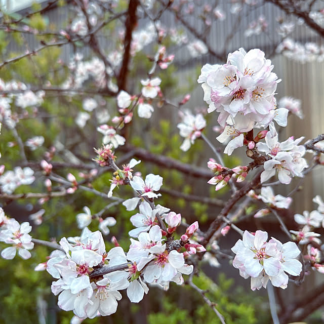 takakoさんの実例写真