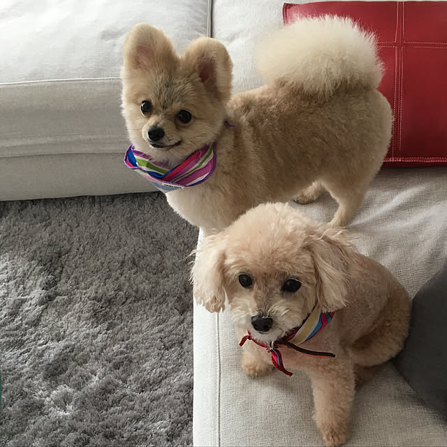 MAKARONさんの実例写真