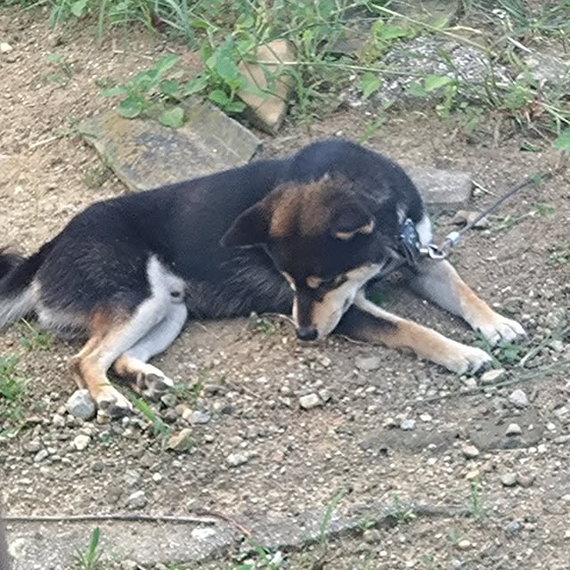 実例写真