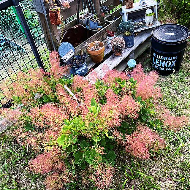 多肉植物のある暮らし/オーブントースター/リメ缶/スモークツリー/多肉寄せ植え...などのインテリア実例 - 2020-05-27 20:32:57