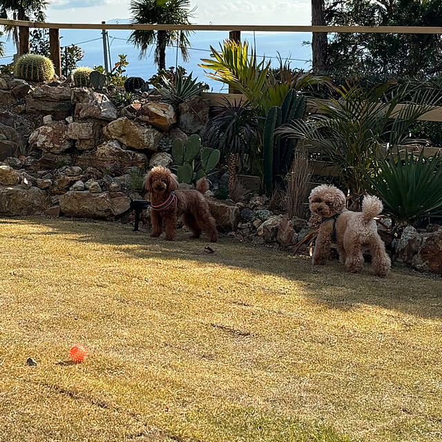 bonjiri0824さんの実例写真