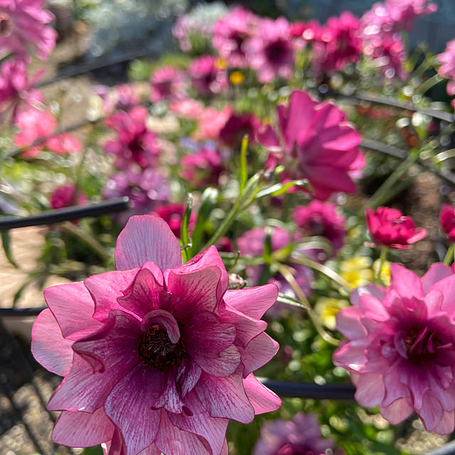 glassflowerさんの実例写真