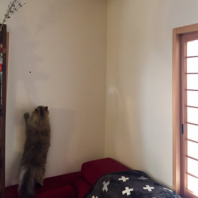 butachanさんの実例写真