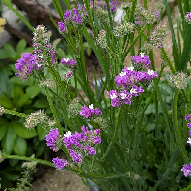 naoさんの実例写真