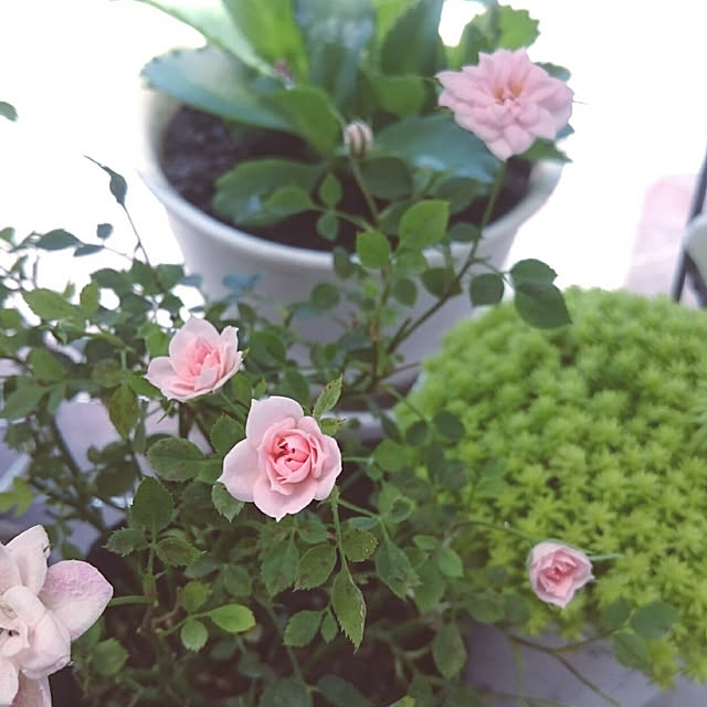 miho.okuさんの実例写真