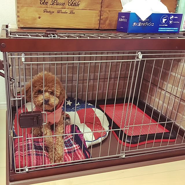 kazuさんの実例写真