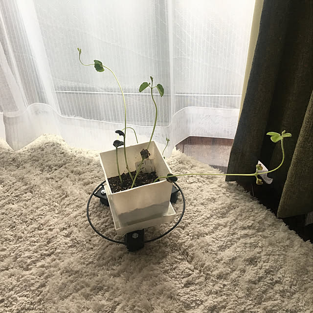 pzmnさんの実例写真