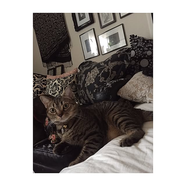 catwomanさんの実例写真