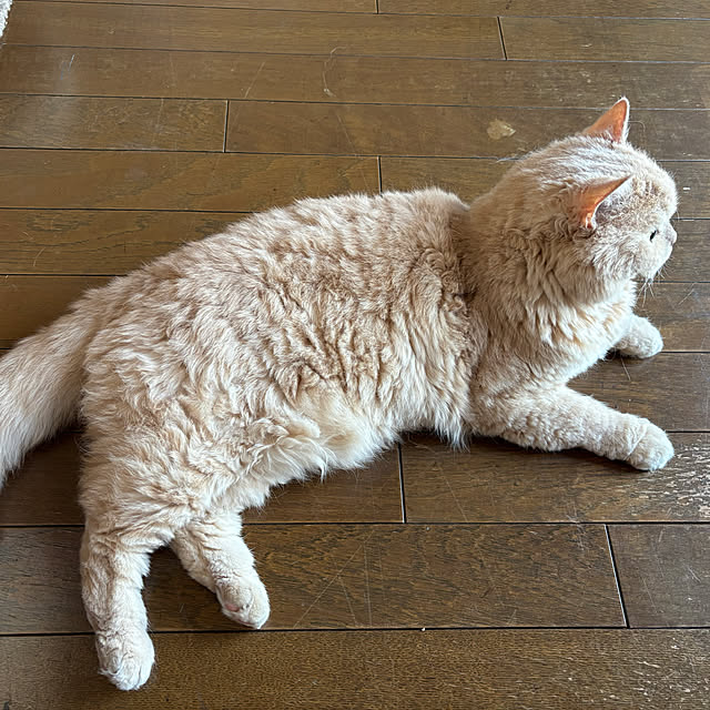 naokoさんの部屋