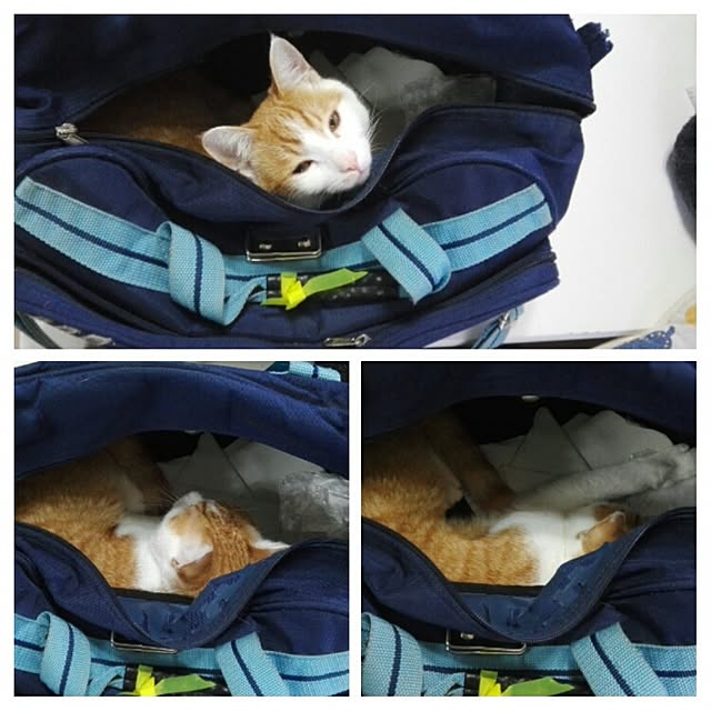 Toyomiさんの実例写真