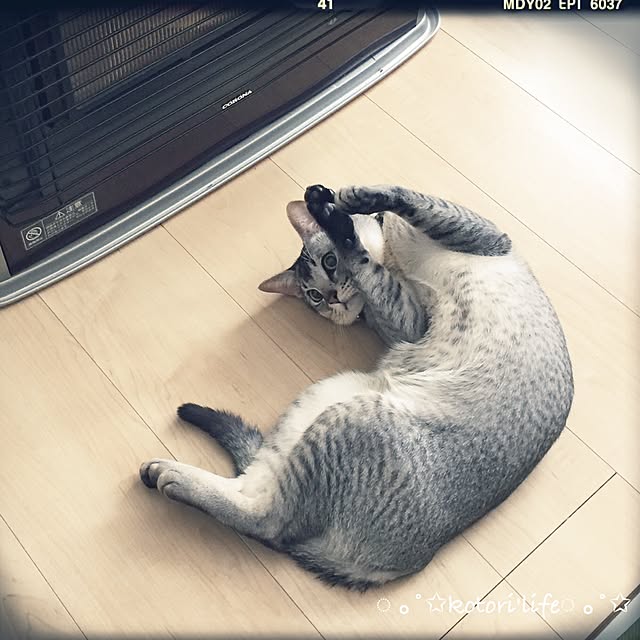 kotoriさんの実例写真