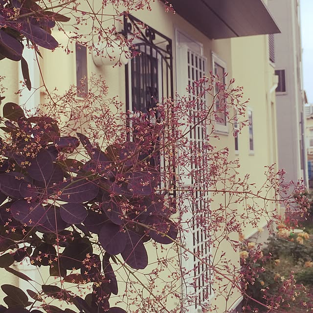 Camelliaさんの実例写真