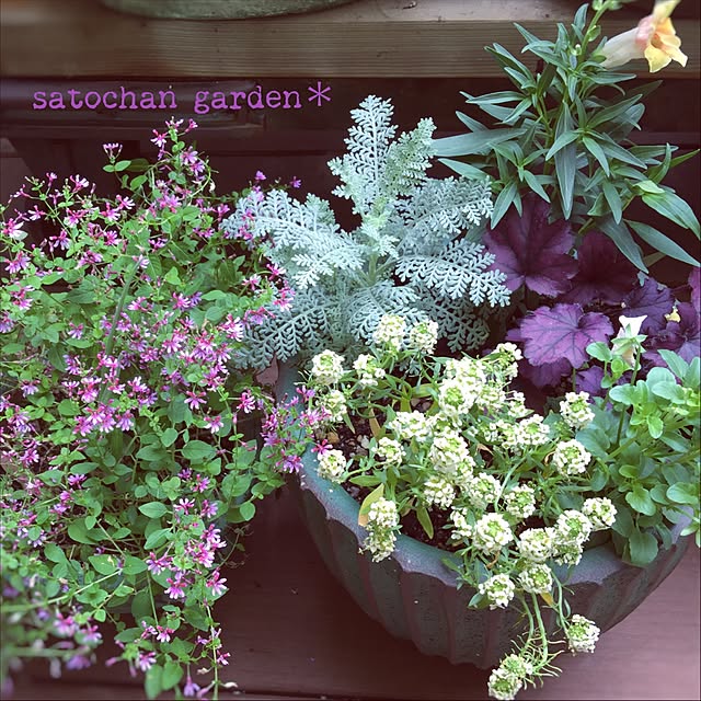 寄せ植え 金魚草のインテリア実例 | RoomClip(ルームクリップ) 寄せ植え 金魚草のインテリア実例 | RoomClip(ルームクリップ)