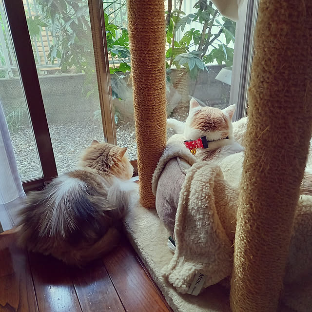 amutantanさんの実例写真
